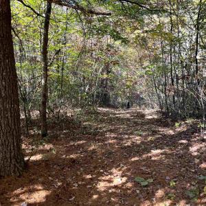 Photo #5 of 1225 LITTLE CALF PASTURE HWY, SWOOPE, VA 20.3 acres
