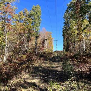 Photo #3 of 1225 LITTLE CALF PASTURE HWY, SWOOPE, VA 20.3 acres