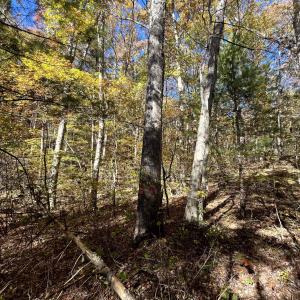 Photo #17 of 1225 LITTLE CALF PASTURE HWY, SWOOPE, VA 20.3 acres
