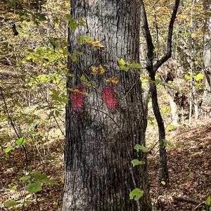 Photo #13 of 1225 LITTLE CALF PASTURE HWY, SWOOPE, VA 20.3 acres
