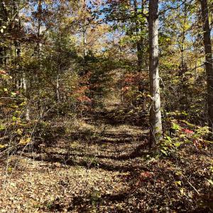 Photo #9 of 1225 LITTLE CALF PASTURE HWY, SWOOPE, VA 20.3 acres