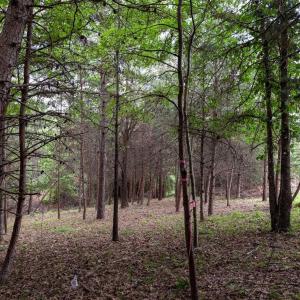 Photo #4 of Lot 69 PALMER PL, RUCKERSVILLE, VA 2.7 acres