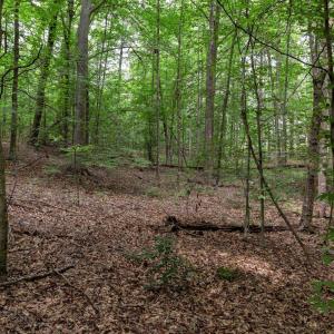Photo #6 of Lot 69 PALMER PL, RUCKERSVILLE, VA 2.7 acres
