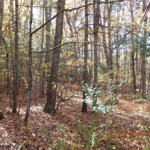 Photo #2 of 21 SHEPHERDS TRL, HOT SPRINGS, VA 2.3 acres