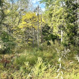 Photo #10 of RIVERDALE RD, STANARDSVILLE, VA 6.0 acres
