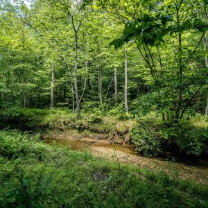 Photo #3 of Lot 4 GREEN CREEK RD, SCHUYLER, VA 66.0 acres