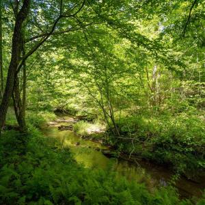 Photo #5 of Lot 4 GREEN CREEK RD, SCHUYLER, VA 66.0 acres