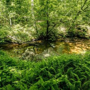 Photo #4 of Lot 4 GREEN CREEK RD, SCHUYLER, VA 66.0 acres