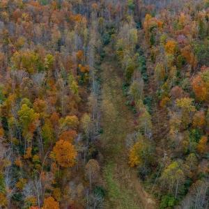 Photo #4 of WILLOW BRANCH LN, FABER, VA 17.3 acres