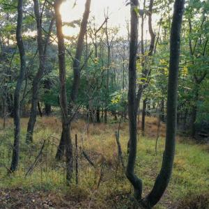Photo #10 of 8771 SNOWDRIFT LN, BROADWAY, VA 1.2 acres