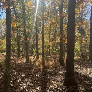 Photo #15 of 330 BALD ROCK RD, VERONA, VA 12.1 acres