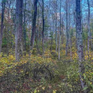 Photo #35 of TBD PEACEFUL LN, LOVINGSTON, VA 47.1 acres