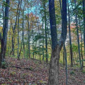 Photo #23 of TBD PEACEFUL LN, LOVINGSTON, VA 47.1 acres
