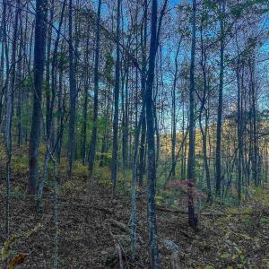 Photo #33 of TBD PEACEFUL LN, LOVINGSTON, VA 47.1 acres