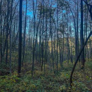 Photo #34 of TBD PEACEFUL LN, LOVINGSTON, VA 47.1 acres