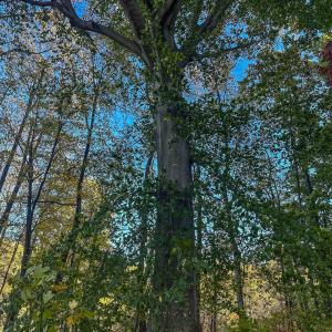 Photo #29 of TBD PEACEFUL LN, LOVINGSTON, VA 47.1 acres