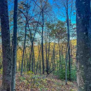 Photo #26 of TBD PEACEFUL LN, LOVINGSTON, VA 47.1 acres