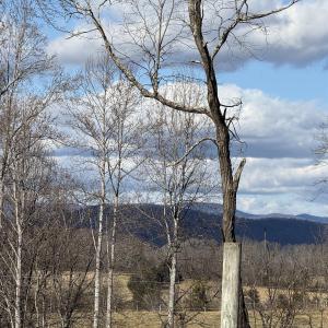 Photo #7 of OLD HOMEPLACE LN, BRIGHTWOOD, VA 51.2 acres