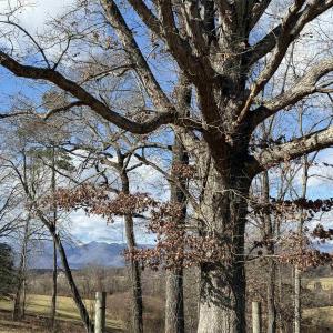 Photo #2 of OLD HOMEPLACE LN, BRIGHTWOOD, VA 51.2 acres