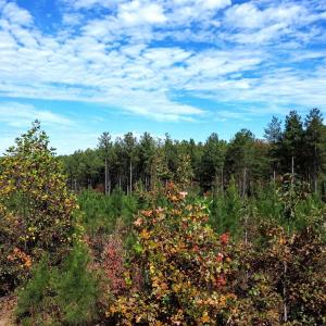 Photo #46 of TBA RIDGE RD, ARVONIA, VA 26.9 acres