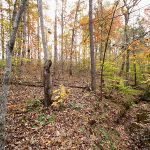 Photo #17 of TBA RIDGE RD, ARVONIA, VA 26.9 acres