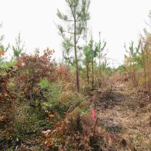 Photo #21 of TBA RIDGE RD, ARVONIA, VA 26.9 acres