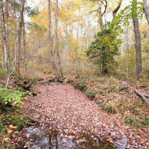 Photo #8 of TBA RIDGE RD, ARVONIA, VA 26.9 acres