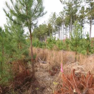 Photo #29 of TBA RIDGE RD, ARVONIA, VA 26.9 acres