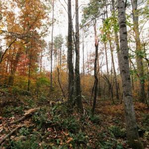 Photo #5 of TBA RIDGE RD, ARVONIA, VA 26.9 acres