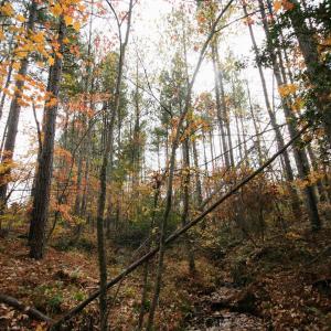 Photo #23 of TBA RIDGE RD, ARVONIA, VA 26.9 acres