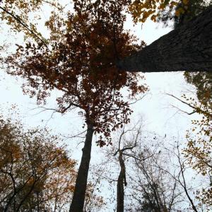 Photo #11 of TBA RIDGE RD, ARVONIA, VA 26.9 acres