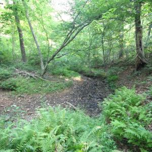 Photo #46 of TBA RIDGE RD, ARVONIA, VA 26.9 acres