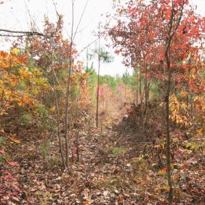 Photo #18 of TBA RIDGE RD, ARVONIA, VA 26.9 acres
