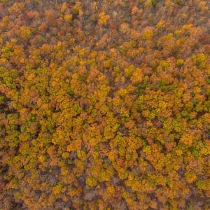 Photo #30 of TBD INCH RUN LN, LYNDHURST, VA 54.0 acres