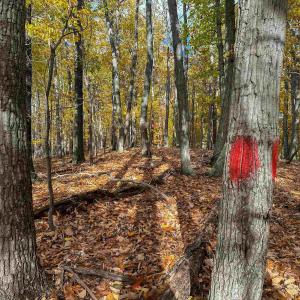 Photo #37 of TBD INCH RUN LN, LYNDHURST, VA 54.0 acres