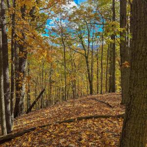 Photo #42 of TBD INCH RUN LN, LYNDHURST, VA 54.0 acres