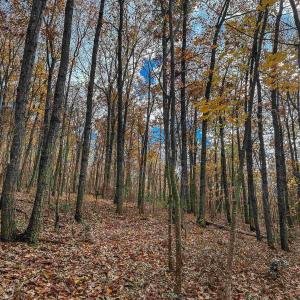 Photo #33 of TBD INCH RUN LN, LYNDHURST, VA 54.0 acres