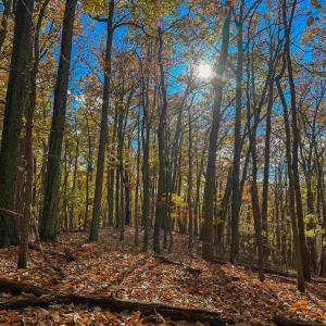 Photo #39 of TBD INCH RUN LN, LYNDHURST, VA 54.0 acres