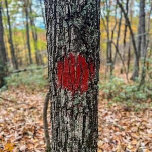 Photo #31 of TBD INCH RUN LN, LYNDHURST, VA 54.0 acres