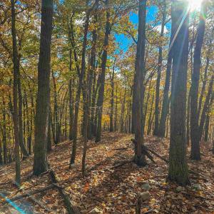 Photo #43 of TBD INCH RUN LN, LYNDHURST, VA 54.0 acres