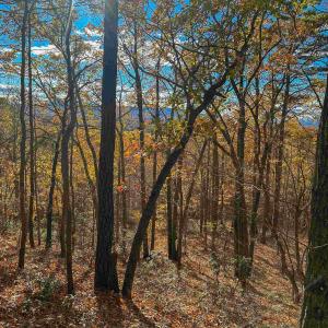 Photo #44 of TBD INCH RUN LN, LYNDHURST, VA 54.0 acres