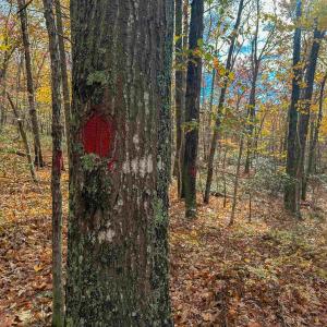 Photo #34 of TBD INCH RUN LN, LYNDHURST, VA 54.0 acres