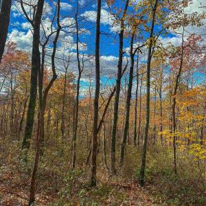 Photo #35 of TBD INCH RUN LN, LYNDHURST, VA 54.0 acres