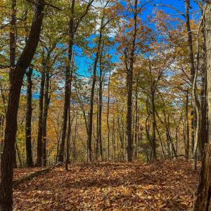 Photo #40 of TBD INCH RUN LN, LYNDHURST, VA 54.0 acres