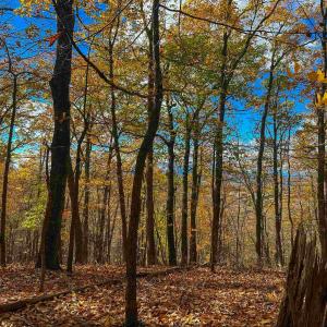 Photo #38 of TBD INCH RUN LN, LYNDHURST, VA 54.0 acres