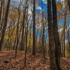 Photo #36 of TBD INCH RUN LN, LYNDHURST, VA 54.0 acres