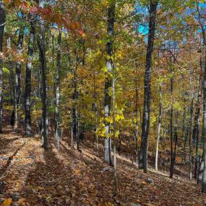 Photo #41 of TBD INCH RUN LN, LYNDHURST, VA 54.0 acres