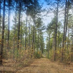 Photo #3 of JOHNSON RD, MINERAL, VA 213.3 acres