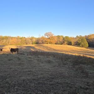 Photo #10 of 7634 SEMINOLE TRL, RUCKERSVILLE, VA 61.5 acres