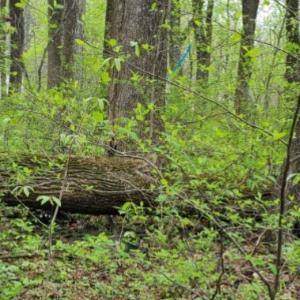 Photo #2 of GAYLE LN, FRONT ROYAL, VA 0.9 acres